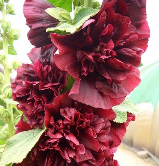 Set Malva XXL - 7 colori