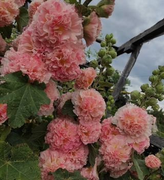 Set Malva XXL - 7 colori