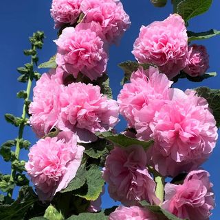 Set Malva XXL - 7 colori