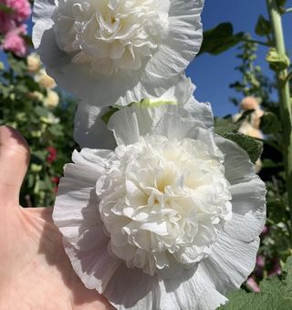 Set Malva XXL - 7 colori