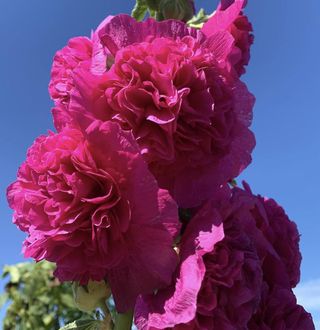 Set Malva XXL - 7 colori