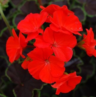 semi Geranio 'Black Velvet Red' F1