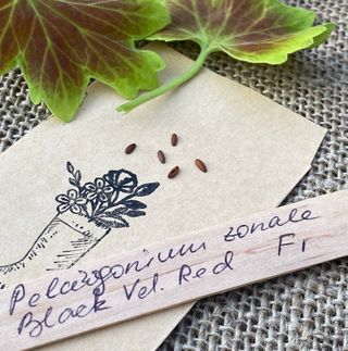 semi Geranio 'Black Velvet Red' F1