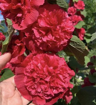 semi Malva Doppia Gigante Rubino XXL