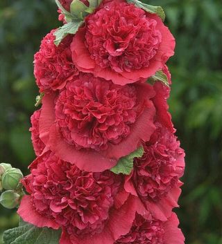 semi Malva Doppia Gigante Rubino XXL