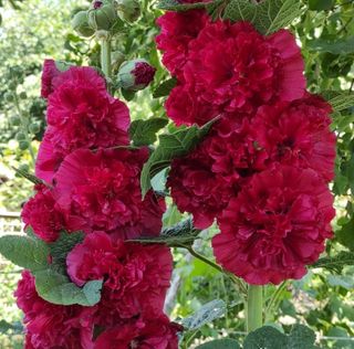 semi Malva Doppia Gigante Rubino XXL