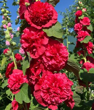 semi Malva Doppia Gigante Rubino XXL