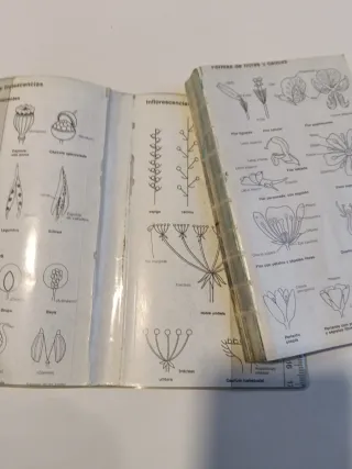 Guía de la Naturaleza: FLORES - Editorial Everest