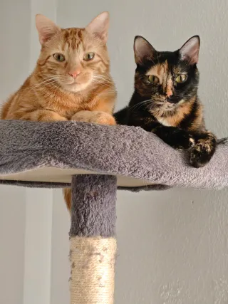 Paseo y cuidado de perros y gatos