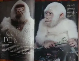 revista El Mundo 1996 Especial Copito de Nieve