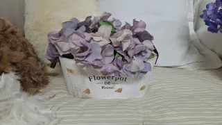 Jardineras Madera Blanca Home Garden