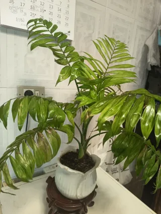 Planta Palmera Peueña con Soporte Madera