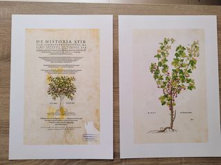 4 Incisioni Botaniche del 1542. DE HISTORIA STIRPIUM