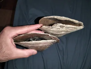 Conchiglie vuote di vongola gigante