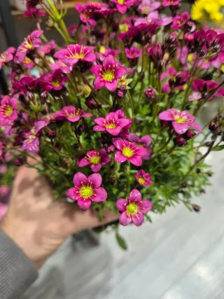 Planta Saxifraga × arendsii