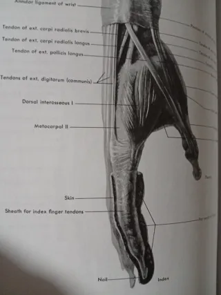 Atlas of Human Anatomy for the Artist