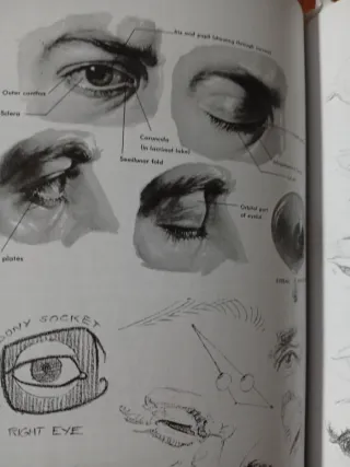 Atlas of Human Anatomy for the Artist