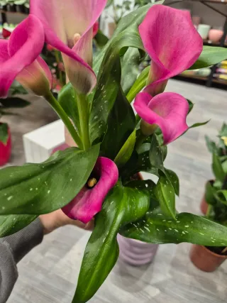 Planta zantedeschia cala flor fucsia