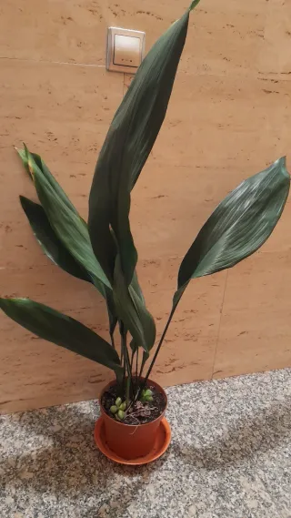 Planta Orejas de Burro, María.