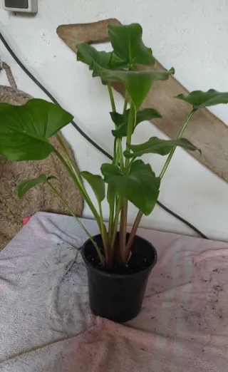 Planta Kala
