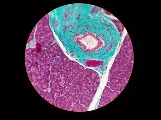 Microscopio óptico con 4 objetivos Nikon