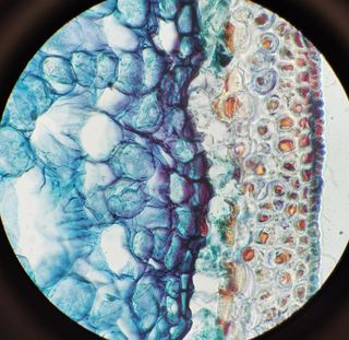 Microscopio óptico con 4 objetivos Nikon
