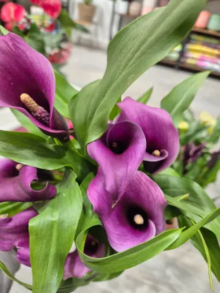 Planta Calla Lirio flor Morada