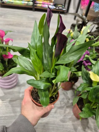 Planta zantedeschia cala granate