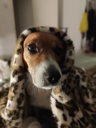 Cuidado de mascotas