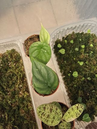 Alocasia Silver Dragon Baby