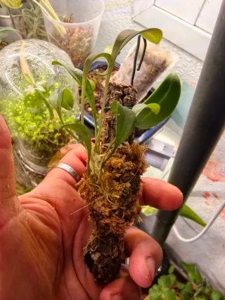 MASDEVALLIA nidifica planta