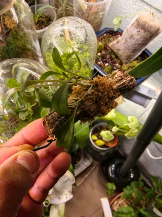 MASDEVALLIA nidifica planta