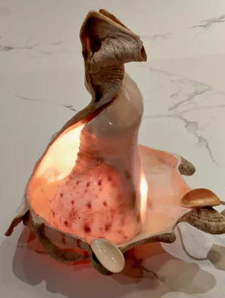 Lámpara de mesa conchas marinas