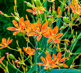 Set completo “Giardino Colorato”