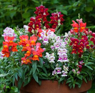 Set completo “Giardino Colorato”