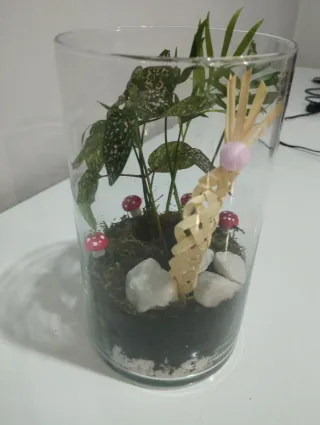 Palma de Ramos en terrario y Decoración