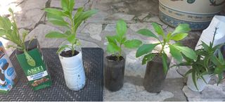 plantas variadas a 0,50€ cada una  margarita,laure