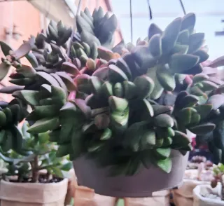 Suculentas en maceta colgagante.