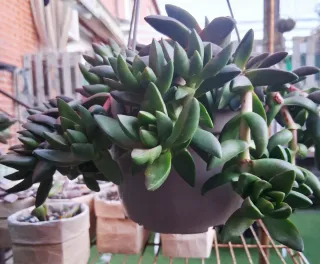 Suculentas en maceta colgagante.