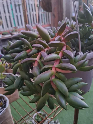 Suculentas en maceta colgagante.