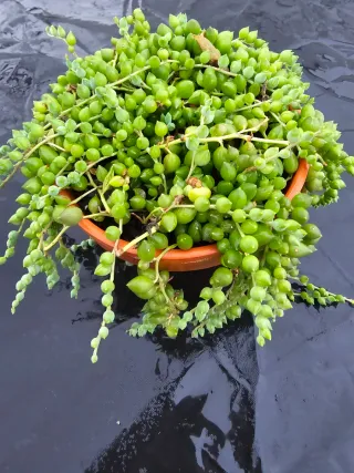 SUCULENTA COLGANTE ROSARIO