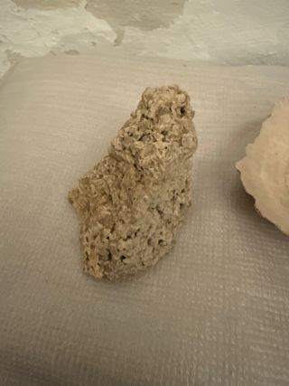 Fragmento concha caracola y piedra