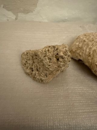 Fragmento concha caracola y piedra