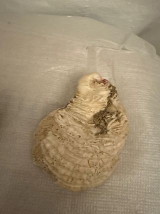 Fragmento concha caracola y piedra