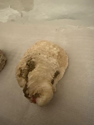 Fragmento concha caracola y piedra