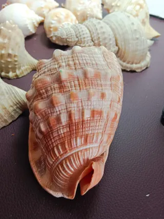 Lote de 9 figuras marinas decorativas, 10/17cm