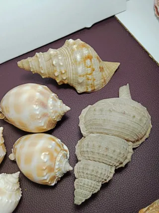 Lote de 9 figuras marinas decorativas, 10/17cm