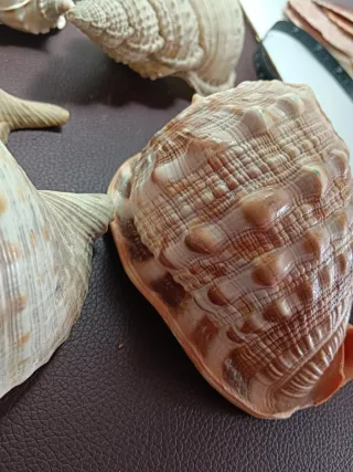 Lote de 9 figuras marinas decorativas, 10/17cm