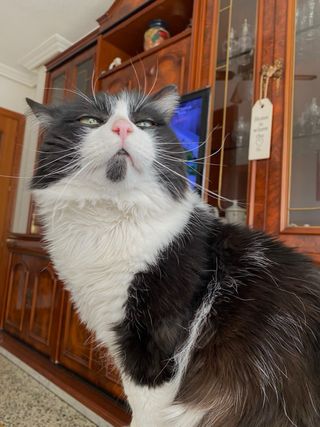 Cuidadora de animales responsable Guadalajara