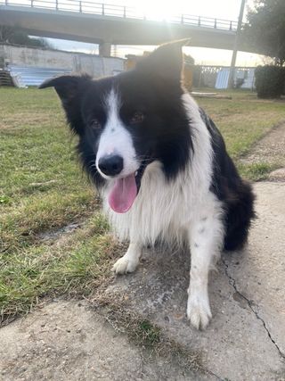 Cuidadora de animales responsable Guadalajara